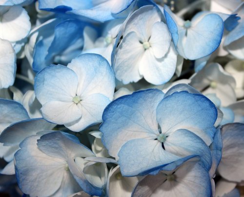 blue hydrangeas  flower  blue