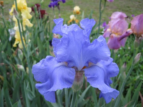 blue iris iris flower