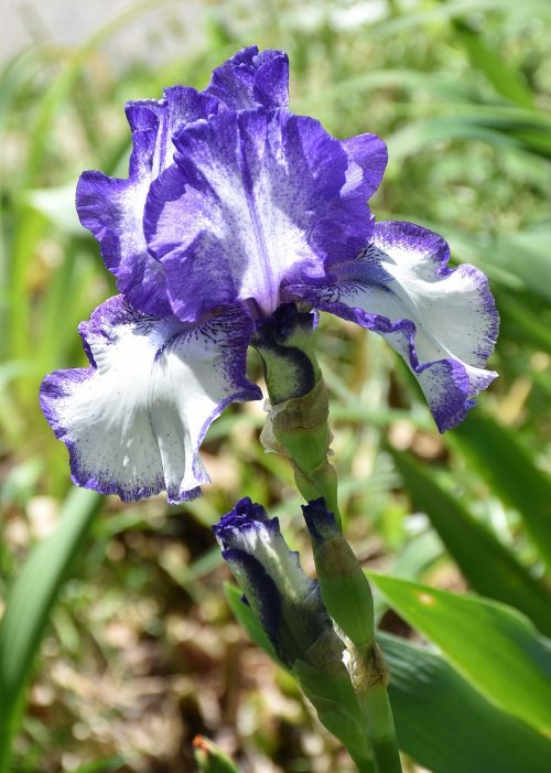 blue iris blue flower plant