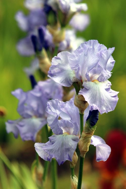 blue irises flowers summer