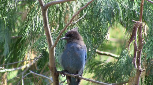 Blue Jay