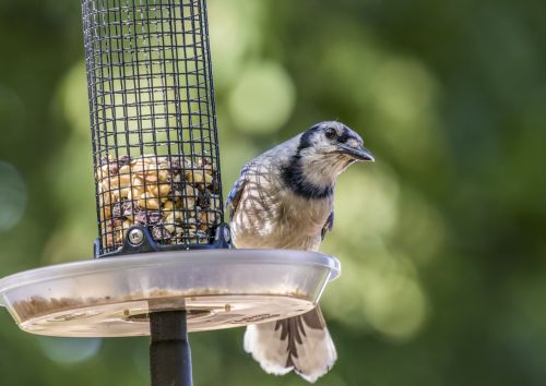 Blue Jay