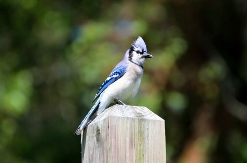 blue jay bird avian