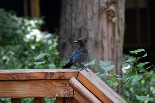 blue jay woods cabin