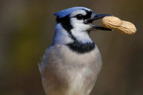 blue jay eating peanut