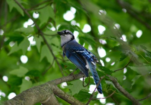 blue jay bird feathered