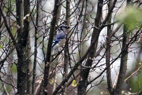 blue jay bird tree
