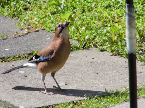 blue-jay bird feeder