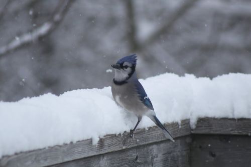 blue jay snow railing