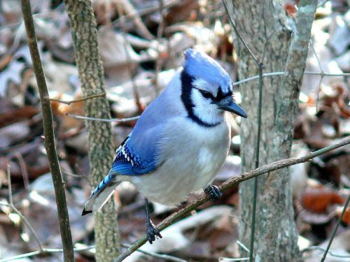 blue jay bird feather