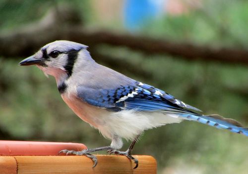 blue-jay songbird birding