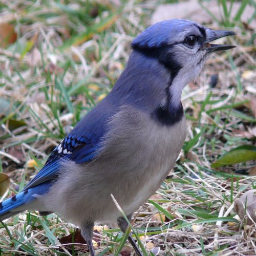 blue jay bird feather