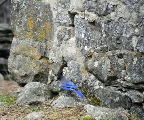 Blue Jay In Forest