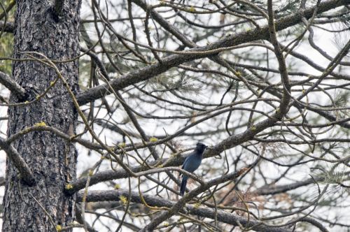 Blue Jay In Trees