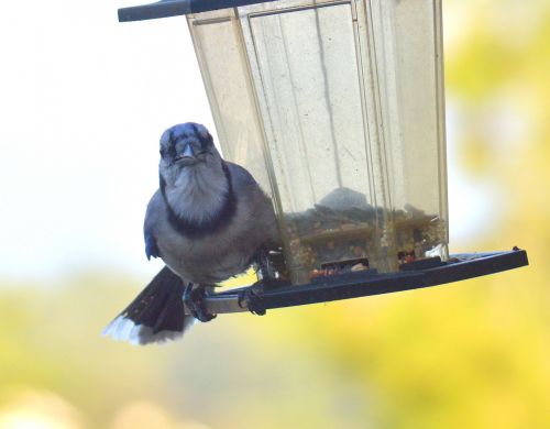 Blue Jay Staring