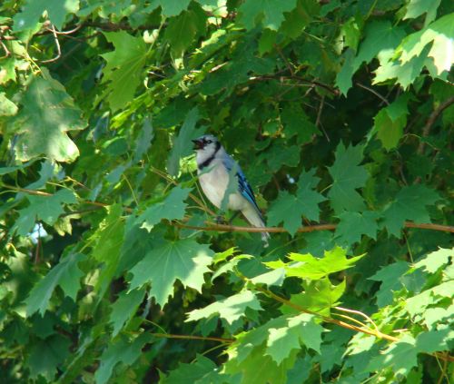 Blue Jay