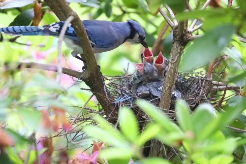 blue jays feeding bird