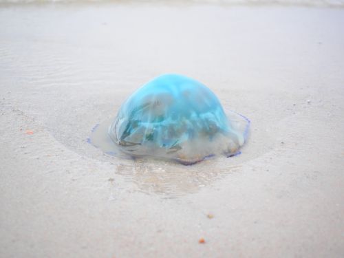 blue jellyfish jellyfish cyanea lamarckii