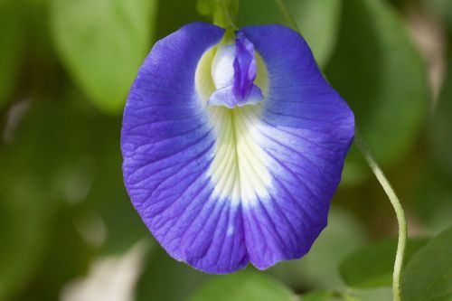 blue klitorie blossom bloom