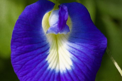 blue klitorie blossom bloom