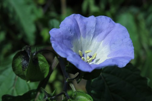 blue lantern flower  poison berry  nicandra physaloides