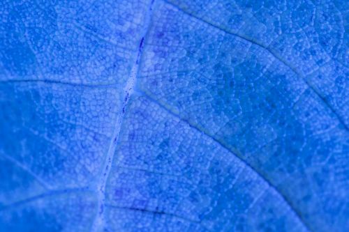Blue Leaf Detail