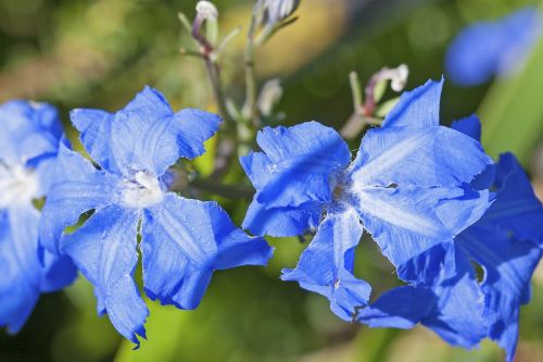 blue leschenaultia leschenaultia bilboa flower
