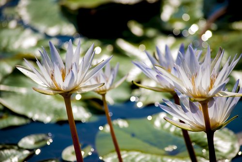 blue lotus  flowering  plant flower