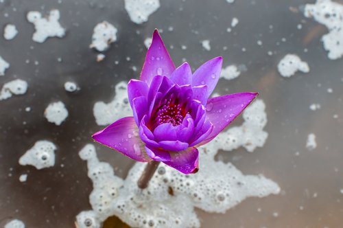 blue lotus flower  flower lotus  nature