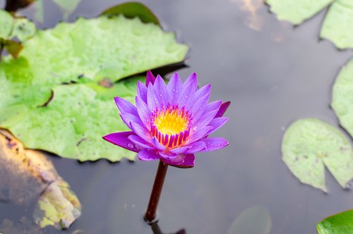 blue lotus flower  flower lotus  nature