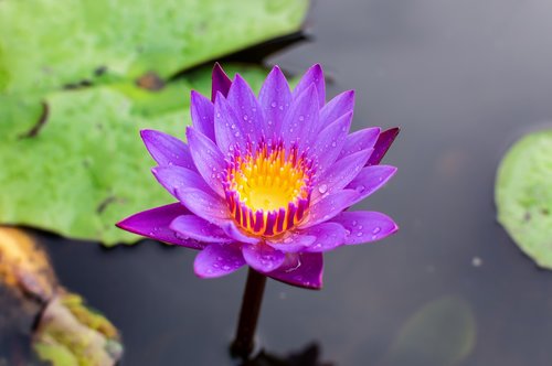 blue lotus flower  flower lotus  nature