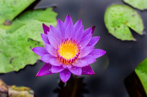 blue lotus flower  flower lotus  nature