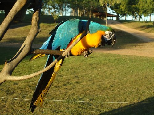 blue macaw yellow macaw animal