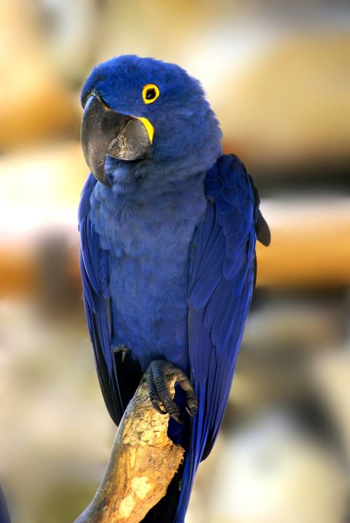 blue macaw bird tropical birds