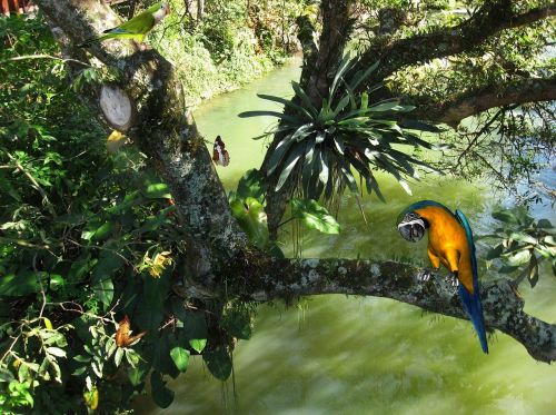 blue macaw arara tropical birds