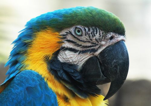 blue macaw head face