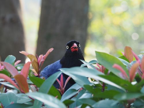blue magpie taipei long-tailed mountain mother