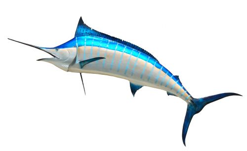 blue marlin taxidermy fish