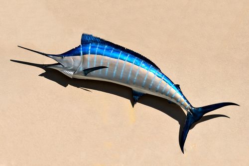 blue marlin fish fish mount
