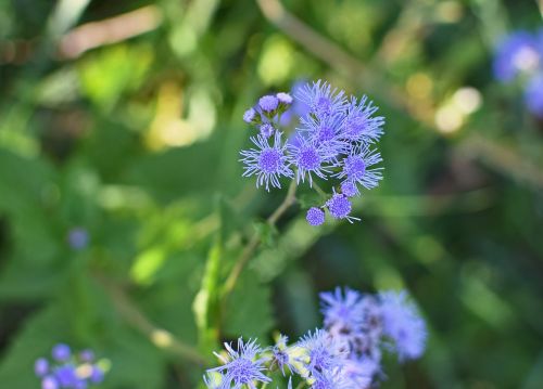 blue mist wildflower flower