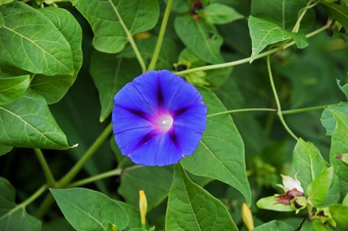 Blue Morning Glory Flower