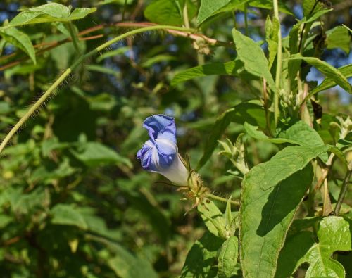 blue morning glory opening wildflower flower
