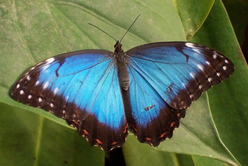 blue morpho butterfly leaf plant