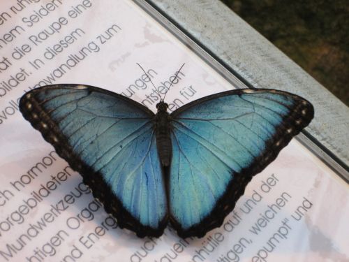 blue morphofalter morpho peleides sky butterfly