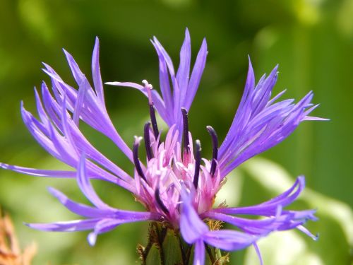 blue mountain knapweed garden summer