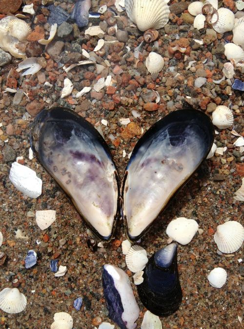 blue mussel the west coast heart