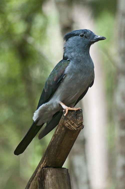 blue neck bird national park animal