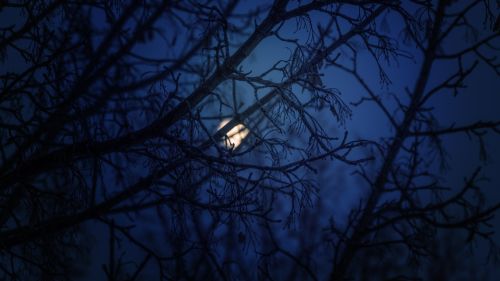 blue night moon winter