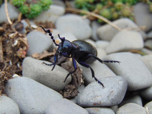 blue nünüke  insect  nature