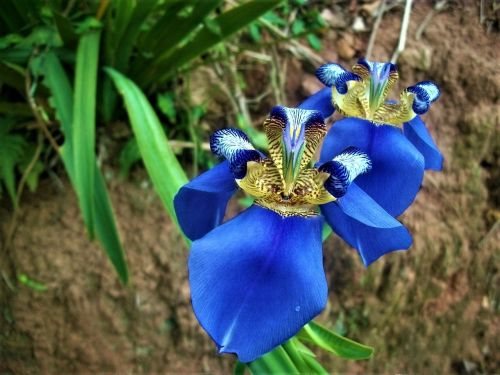 blue orchid garden plant blossom